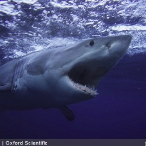 Dragomán György: Megölni a cápát